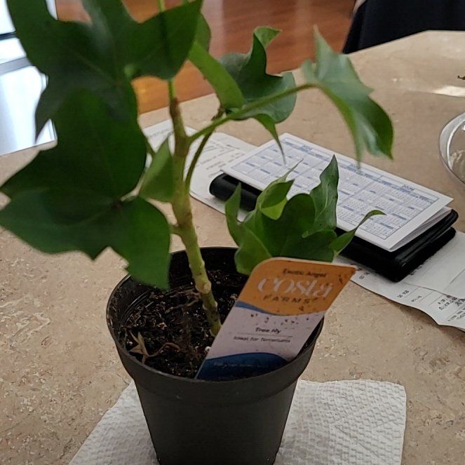 Photo of the plant species Tree Ivy by @ZingElkweed51 named Osmo on Greg, the plant care app