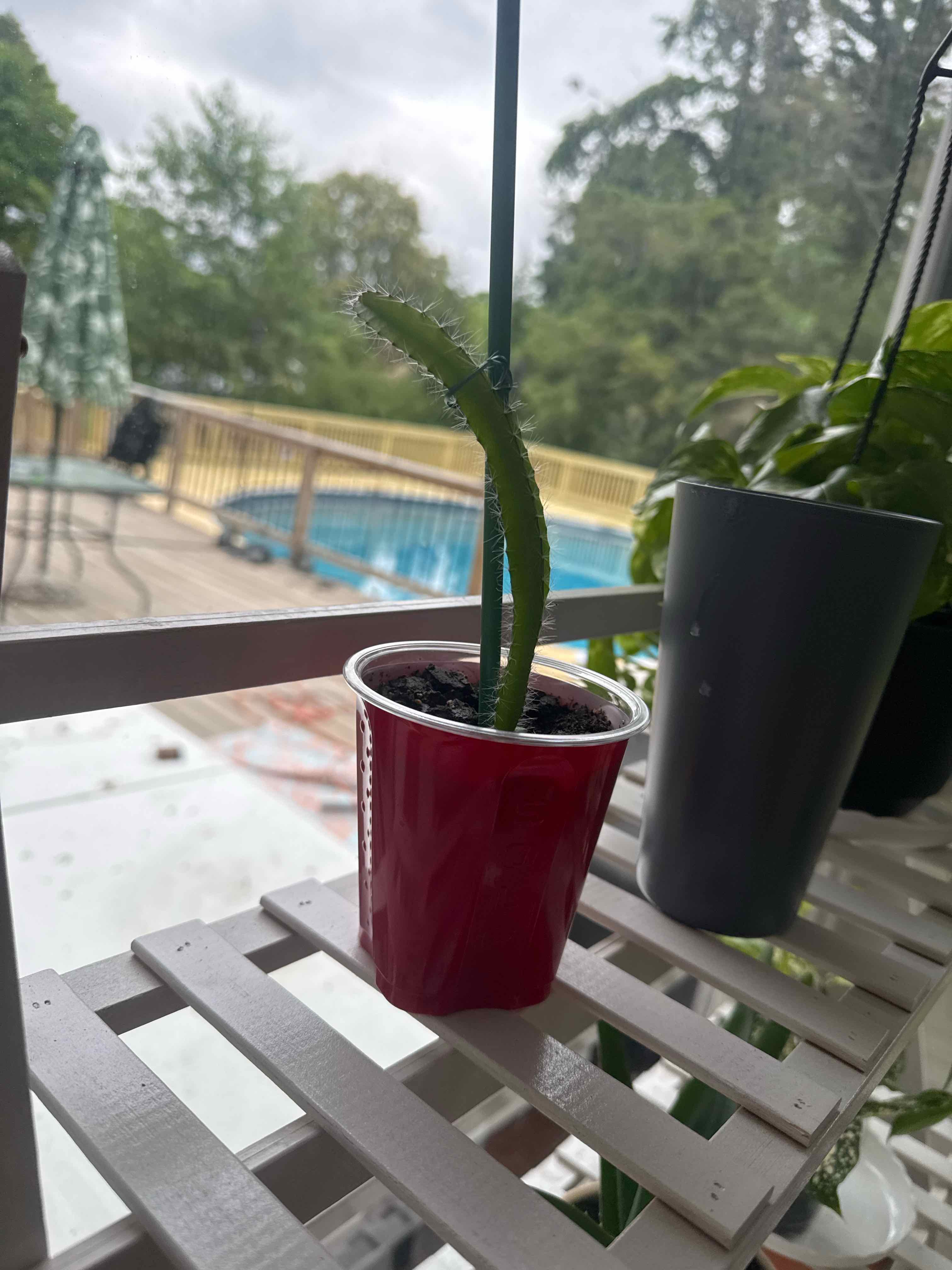 Photo of the plant species dragon fruit by @Creedreed named Dragonfly on Greg, the plant care app