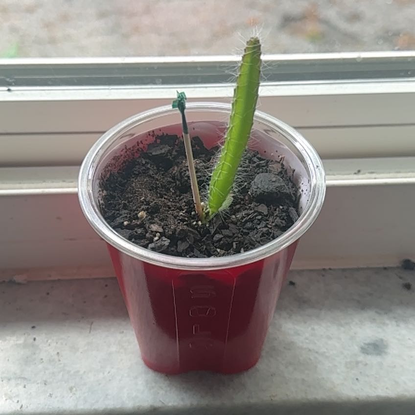 Photo of the plant species dragon fruit by @Creedreed named Dragonfly on Greg, the plant care app