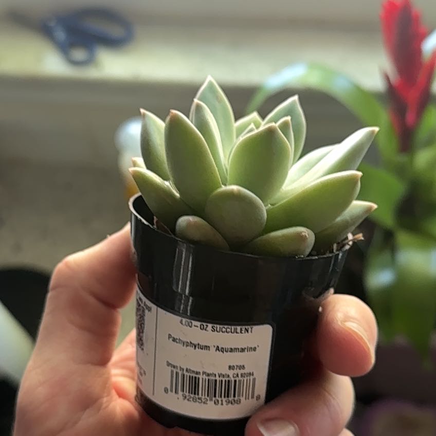 Photo of the plant species Pachyphytum 'Aquamarine' by @Creedreed named Bodhi on Greg, the plant care app