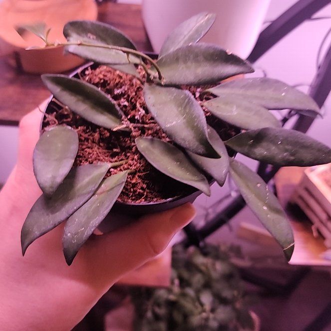 Photo of the plant species Hota Rosita by @NobleGarlic52 named Messi on Greg, the plant care app