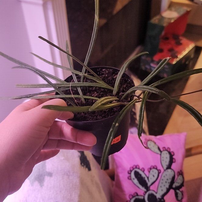 Photo of the plant species Hoya insularis by @NobleGarlic52 named Maya on Greg, the plant care app