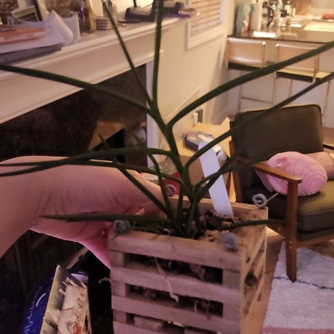 Photo of the plant species Fukiran by @NobleGarlic52 named Vandax not Fukiran on Greg, the plant care app