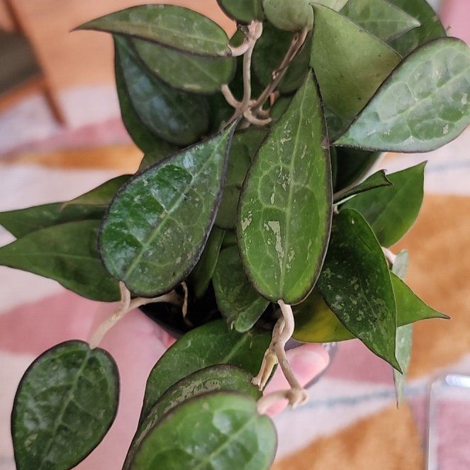 Photo of the plant species Hoya parasitica 'Black Margin' by @NobleGarlic52 named Kobe -check flowers for species when in bloom on Greg, the plant care app
