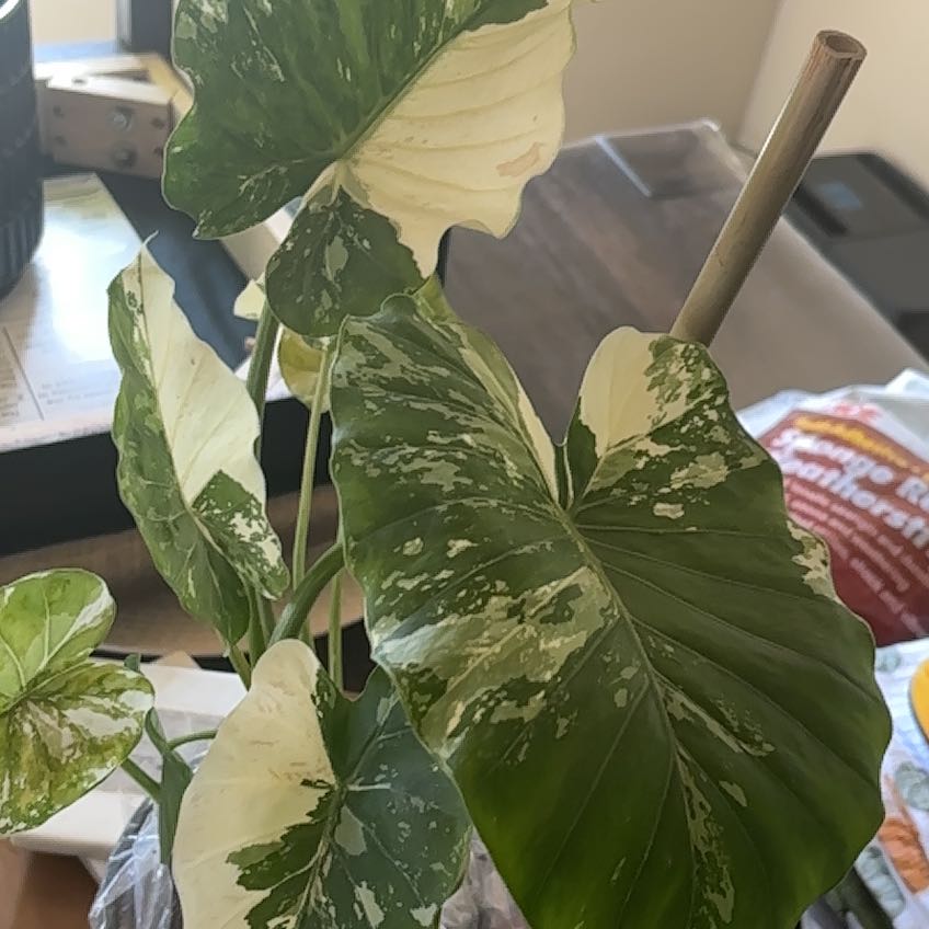Photo of the plant species Variegated Alocasia Odora by @DoubtlessMiro68 named Osmo on Greg, the plant care app