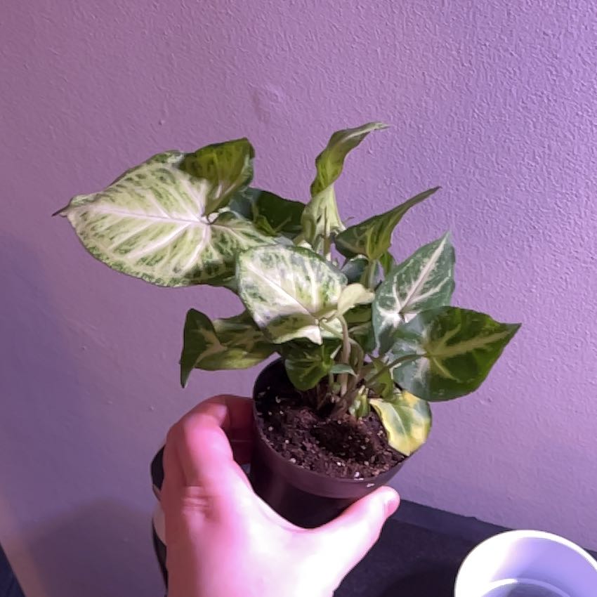 Photo of the plant species Arrowhead Plant by @InformedPothos named Kobe on Greg, the plant care app