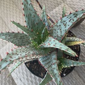 Photo of the plant species Mountain Aloe by @LusciousPlain23 named Ronaldo on Greg, the plant care app