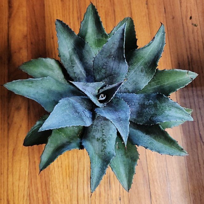 Photo of the plant species Mangave 'Night Owl' by @DefiniteBetel64 named Tupot amaroot on Greg, the plant care app