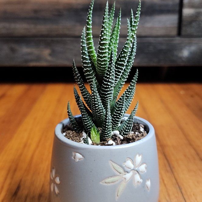 Photo of the plant species Zebra Wart by @DefiniteBetel64 named Gomez on Greg, the plant care app