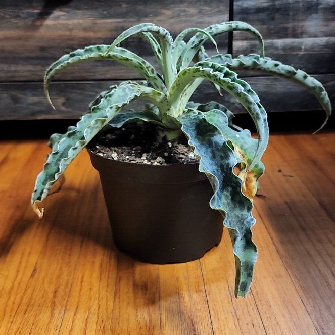 Photo of the plant species Agave 'Mint Chocolate Chip' by @DefiniteBetel64 named Huckleberry Fern on Greg, the plant care app