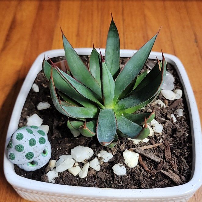 Photo of the plant species Agave 'Blue Glow' by @DefiniteBetel64 named Pax on Greg, the plant care app