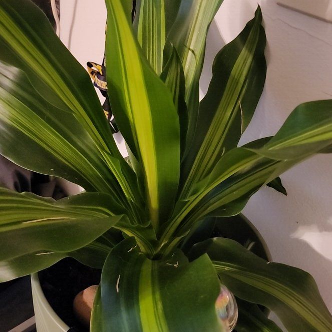 Photo of the plant species Dracaena 'Golden Heart' by @DefiniteBetel64 named Achilles on Greg, the plant care app