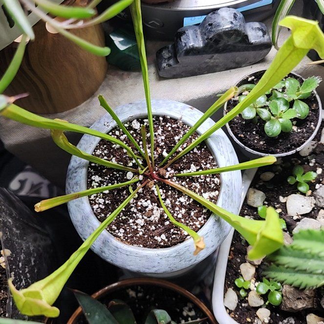Photo of the plant species Trumpet Pitcher by @DefiniteBetel64 named Messi on Greg, the plant care app