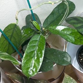 Photo of the plant species Hoya globulosa by @imBlasted named McKinley on Greg, the plant care app