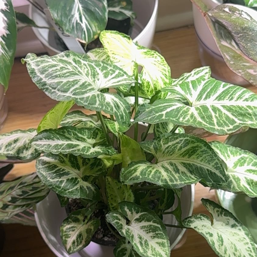 Photo of the plant species Syngonium Glo Go by @imBlasted named Michelle Branch on Greg, the plant care app