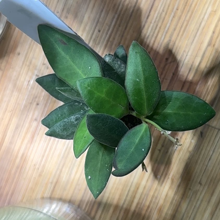Photo of the plant species Hoya bilobata by @imBlasted named Ronaldo on Greg, the plant care app