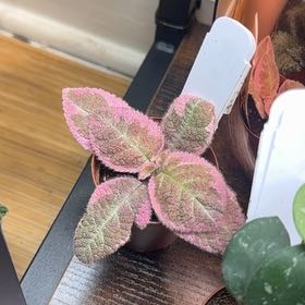 Photo of the plant species Episcia by @imBlasted named Pink smoke on Greg, the plant care app