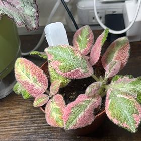 Photo of the plant species Episcia by @imBlasted named Picasso on Greg, the plant care app