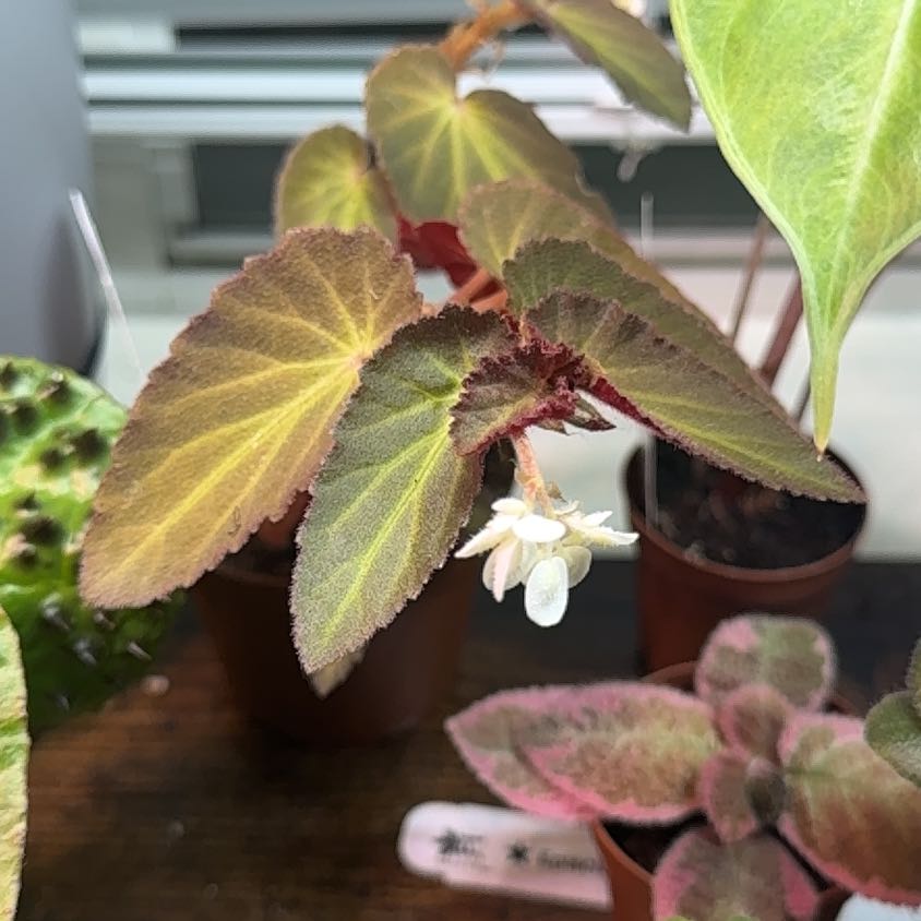 Photo of the plant species Brazilian Lady Begonia by @imBlasted named Willow on Greg, the plant care app
