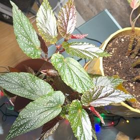 Photo of the plant species Cane Begonia by @imBlasted named Planty on Greg, the plant care app