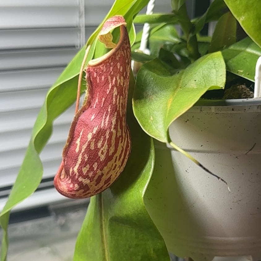 Photo of the plant species Nepenthes Monkey Jars by @imBlasted named Zeus on Greg, the plant care app