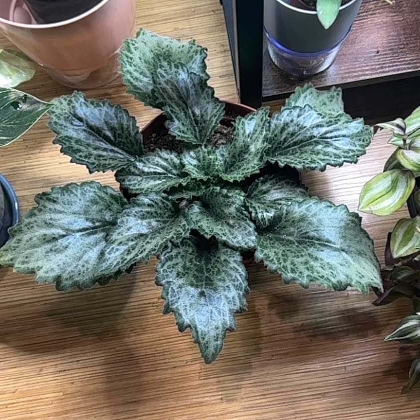 Photo of the plant species Primulina 'Diane Marie' by @imBlasted named Lavender on Greg, the plant care app