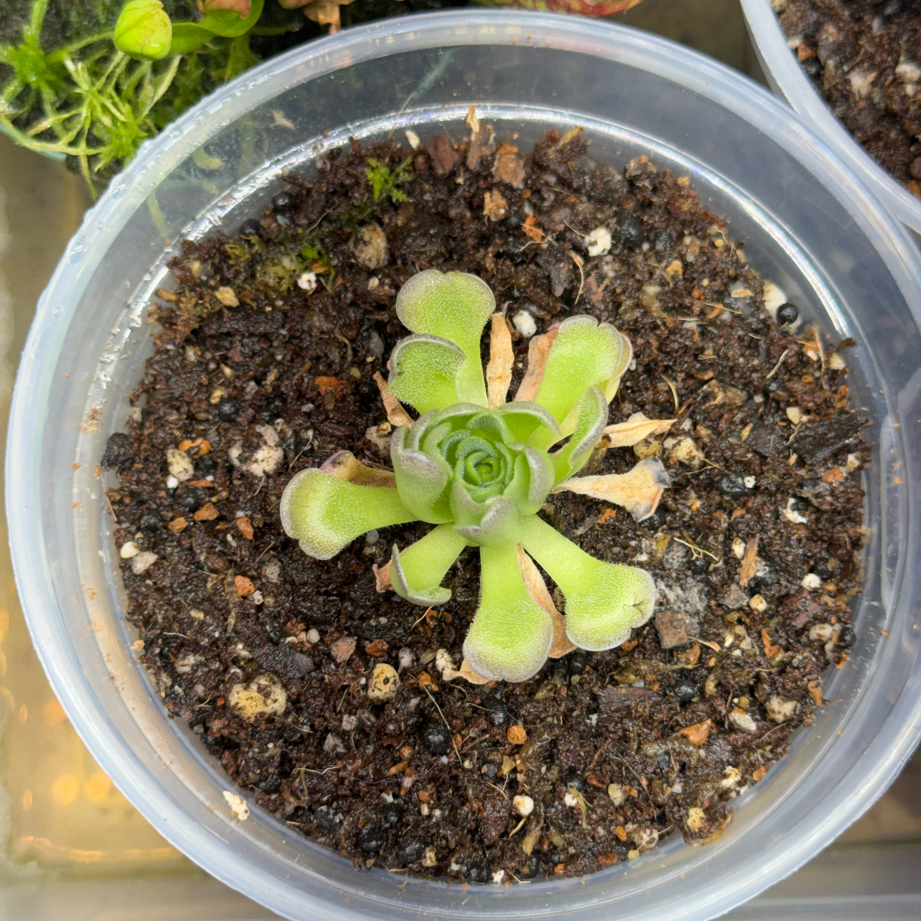 Photo of the plant species Pinguicula cyclosecta by @imBlasted named Navajo on Greg, the plant care app