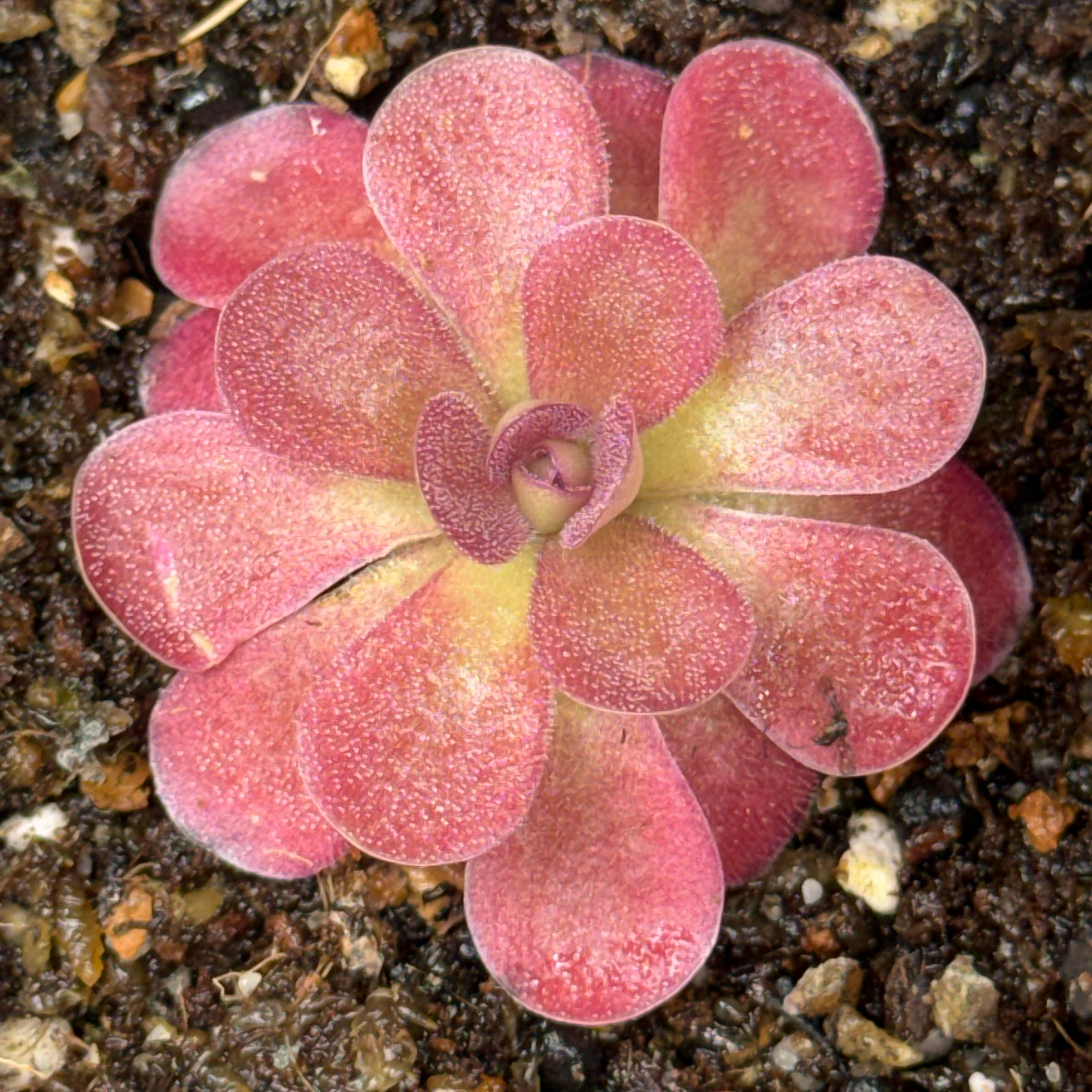 Photo of the plant species Butterwort by @imBlasted named Johanna on Greg, the plant care app