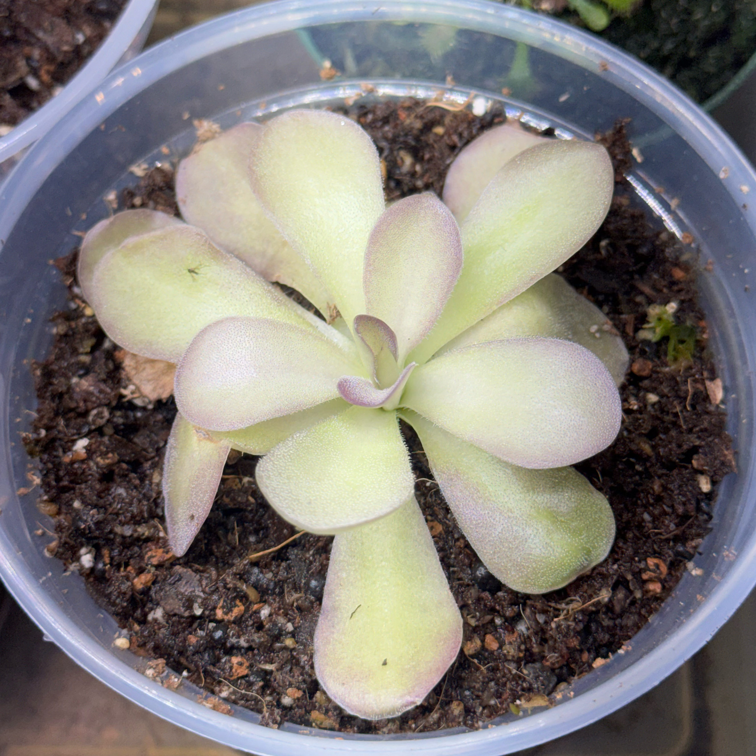 Plant care for pingucula on Greg, the plant care app