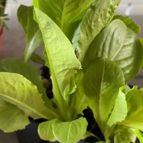 Photo of the plant species Garden Lettuce by @IdealRedlog28 named Austen on Greg, the plant care app