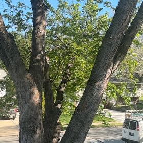 Photo of the plant species Silver Maple by @IdealRedlog28 named Eva on Greg, the plant care app