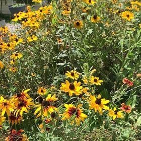 Photo of the plant species Yellow Daisy by @ProOrrisroot44 named Doja Cat on Greg, the plant care app