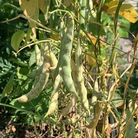 Photo of the plant species Golden Chain by @ProOrrisroot44 named Messi on Greg, the plant care app