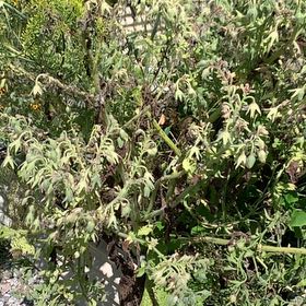 Photo of the plant species Chrysanthemum Weed by @ProOrrisroot44 named Wall-E on Greg, the plant care app