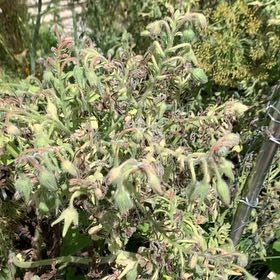 Photo of the plant species Pennsylvania Pellitory by @ProOrrisroot44 named Rainier on Greg, the plant care app