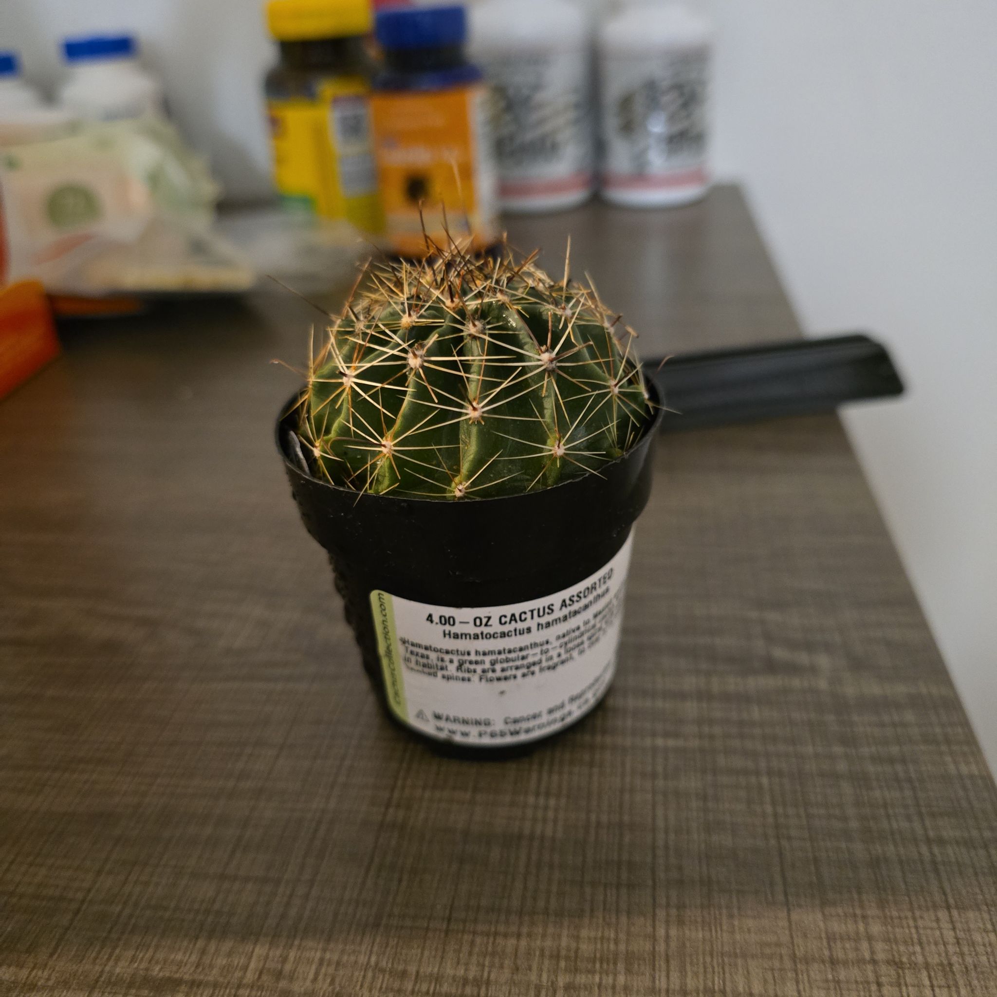 Photo of the plant species Cactus by @HipOrchids97 named Scarlett on Greg, the plant care app