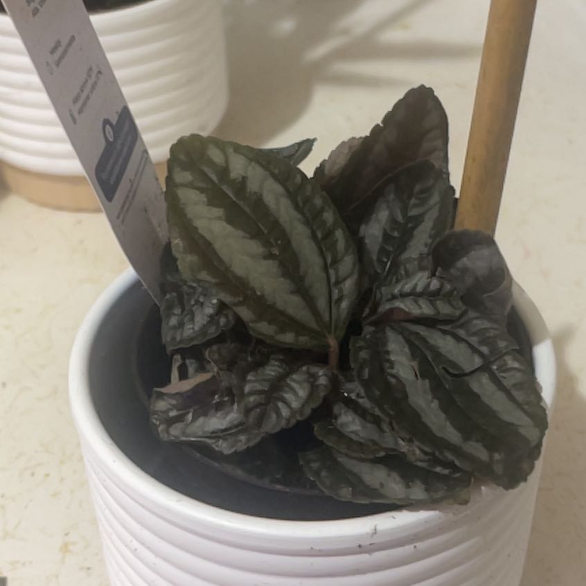 Photo of the plant species Pilea 'Pan Am' by @Breezybri named Kehlani on Greg, the plant care app
