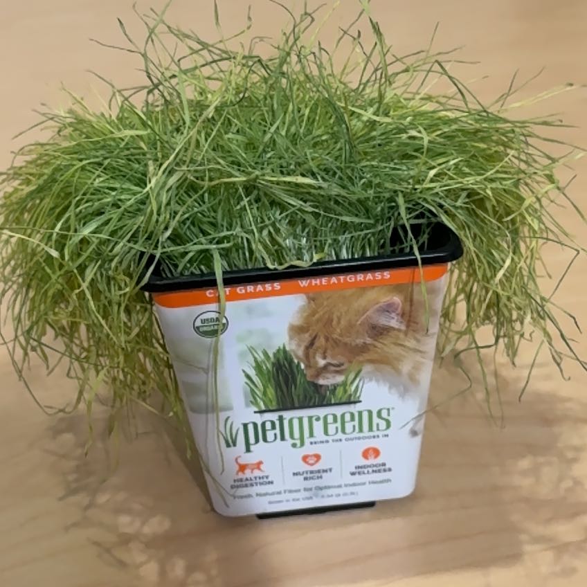 Cat grass 🍃