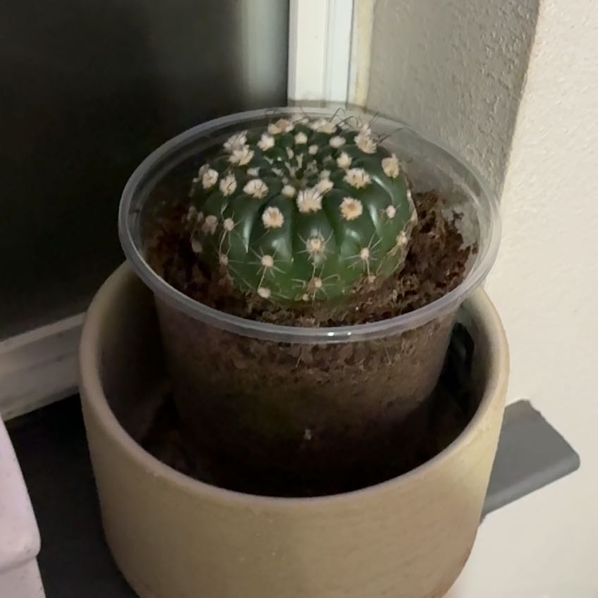 Photo of the plant species Green Tomato Cactus by @plant_lady1365 named James Dean on Greg, the plant care app