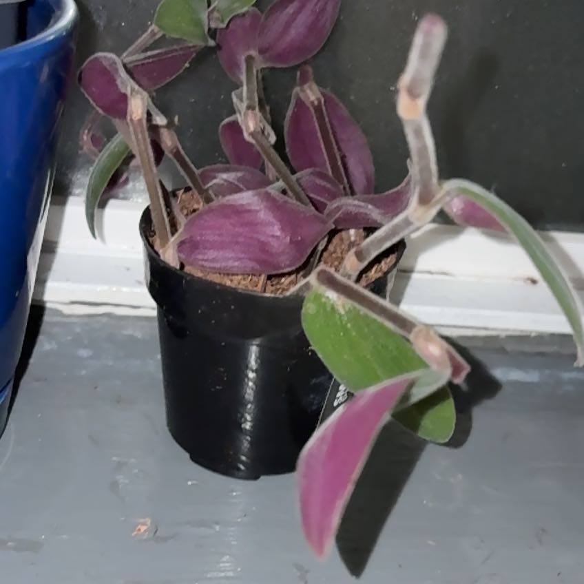 Photo of the plant species Flowering Inch Plant by @plant_lady1365 named Floppy on Greg, the plant care app