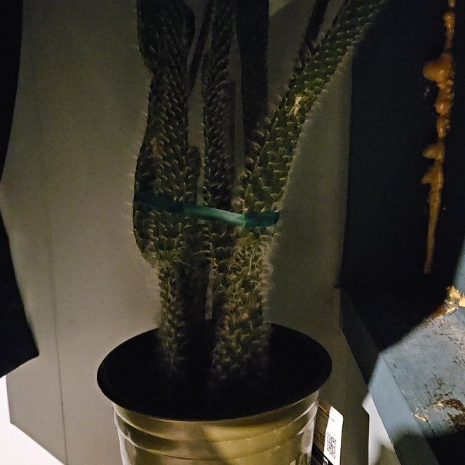 Photo of the plant species Prickly Pear Snow by @FestalMarimo10 named Pancho on Greg, the plant care app