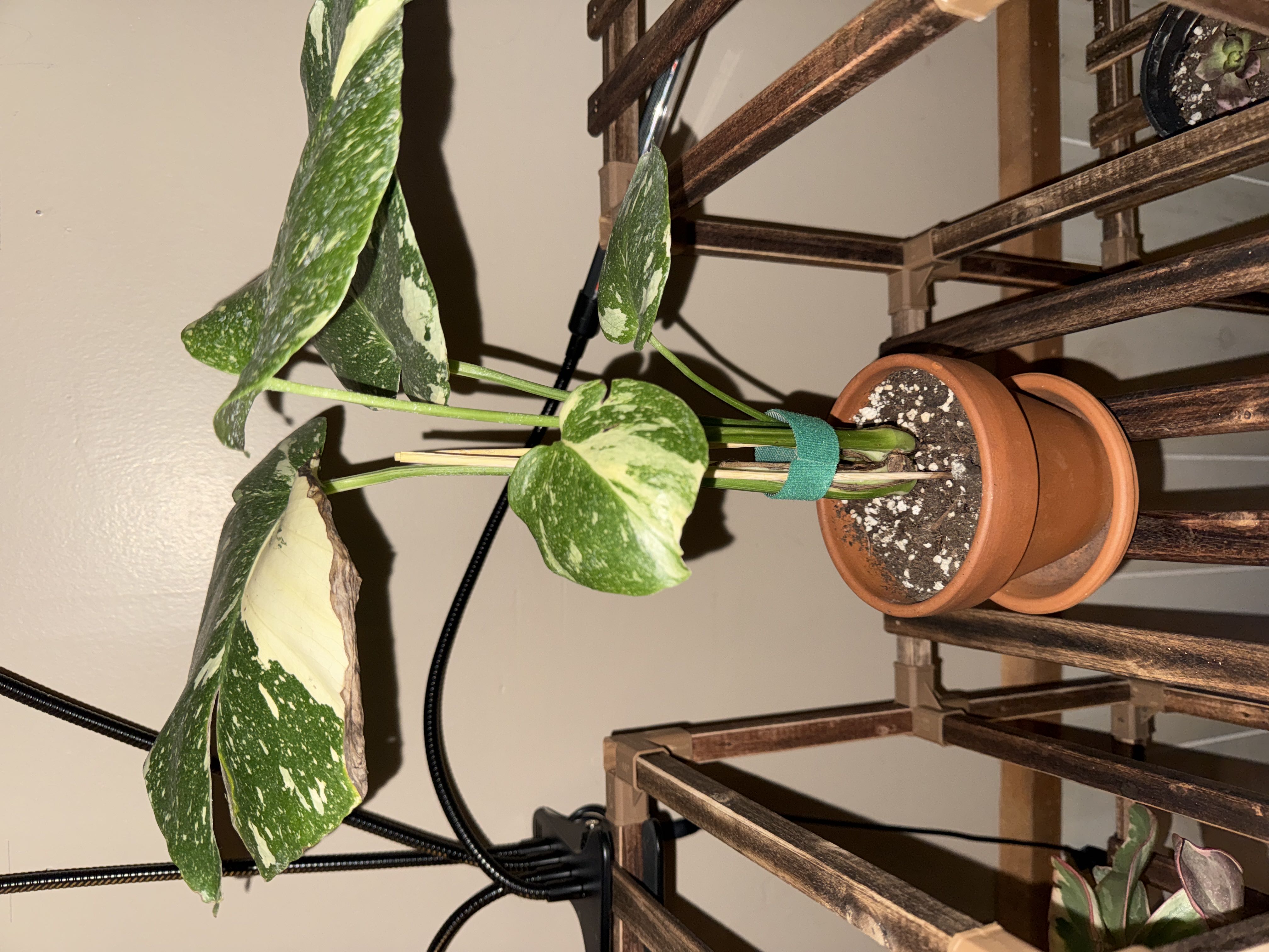 I need help with my monstera. She’s browning on me, I mov...