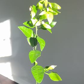 Photo of the plant species Bekopon by @SuperMint98 named Anne on Greg, the plant care app