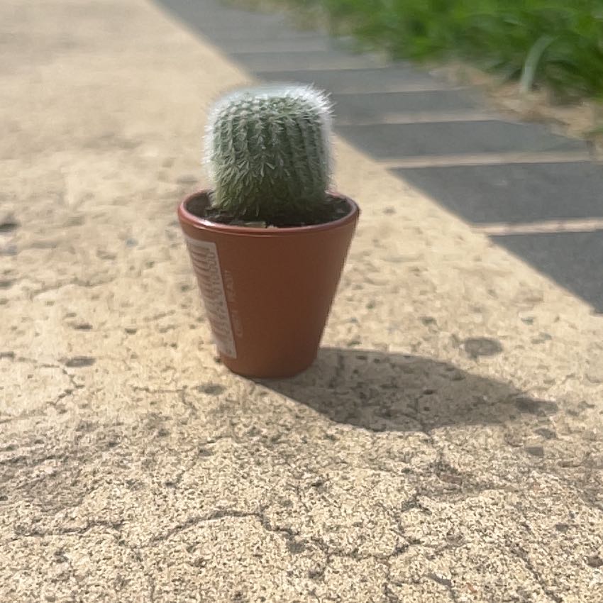 Photo of the plant species Silver Ball Cactus by @AceSalad87 named Lil Timothy on Greg, the plant care app