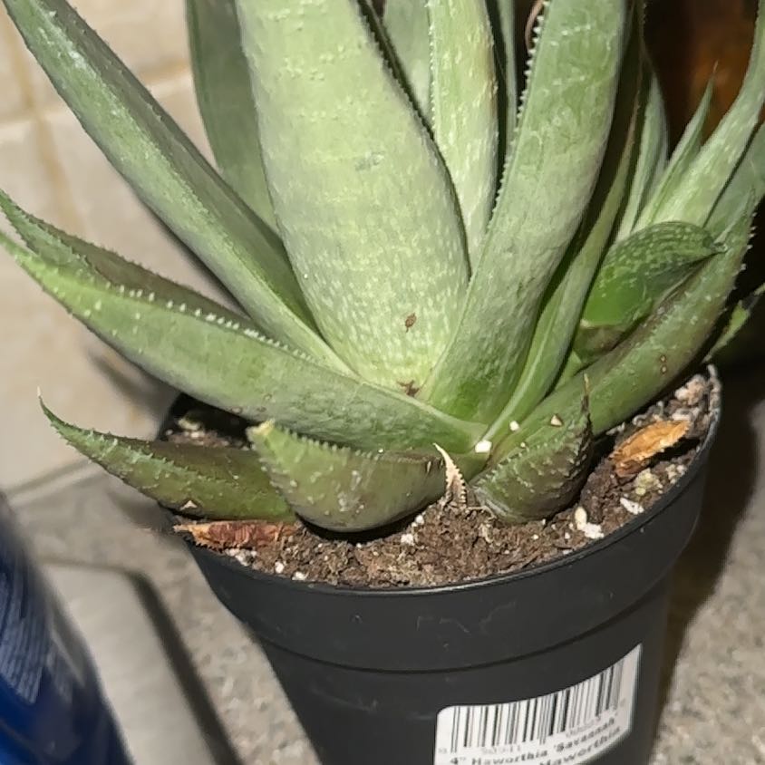 Photo of the plant species Haworthia savanna by @BuffPlain59 named Huckleberry Fern on Greg, the plant care app