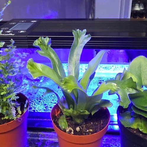 Photo of the plant species Fishtail fern by @SlinkyTupeia58 named Elle on Greg, the plant care app