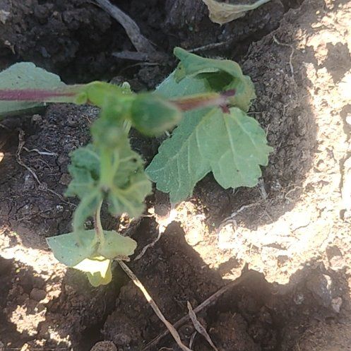 Photo of the plant species White Henbane by @NovelSedum62 named Demi on Greg, the plant care app