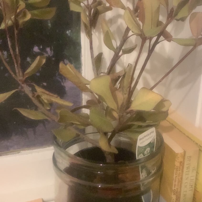 Photo of the plant species Yeddo Hawthorn by @SincereTawa45 named Keanu Leaves on Greg, the plant care app