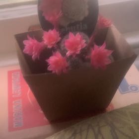 Photo of the plant species Assorted Rebutia by @SincereTawa45 named Sproutacus on Greg, the plant care app