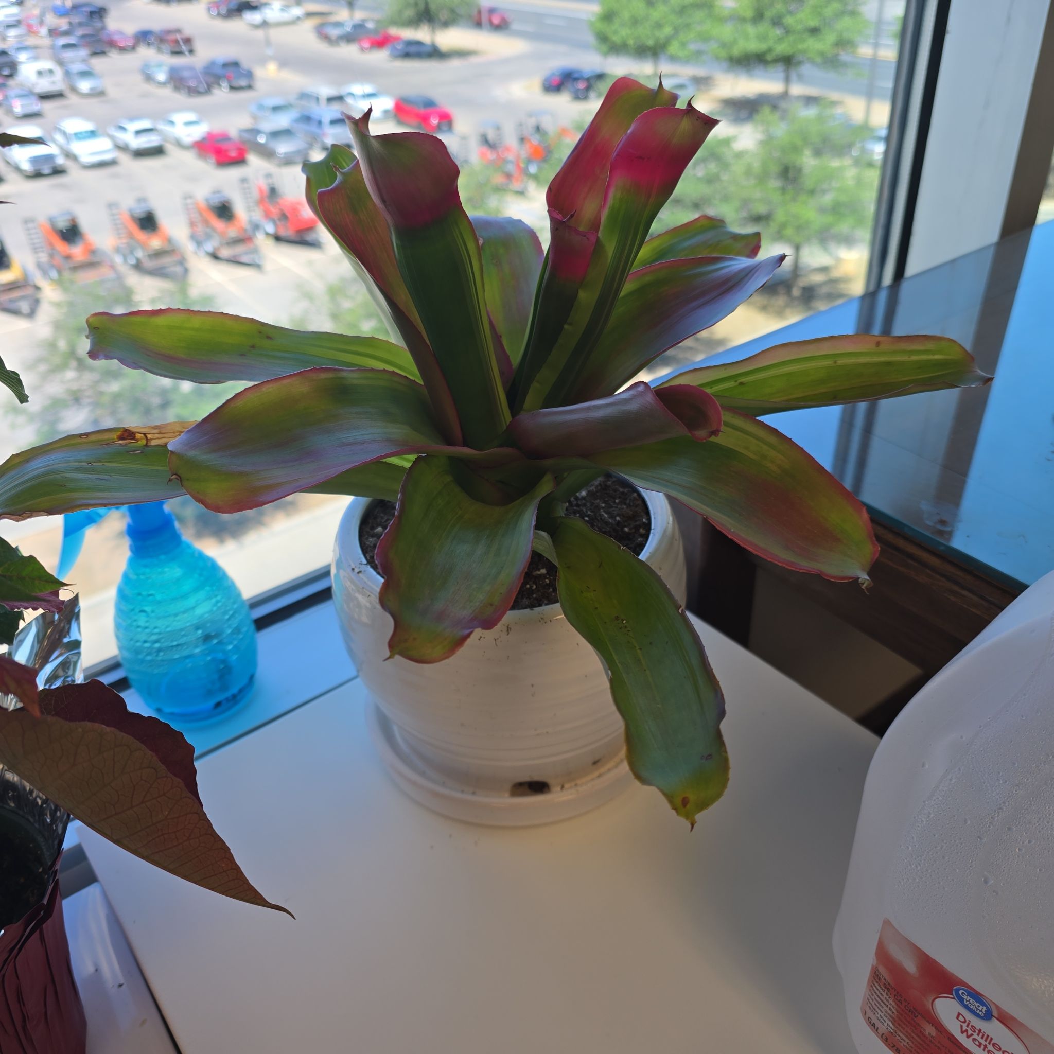 Photo of the plant species Bromeliad neoregelia by @RichlyRedsage90 named Mochi on Greg, the plant care app